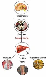 Гормона в больших количествах