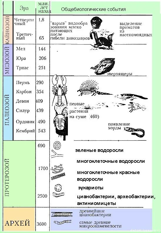 Тест по биологии эры. Таблица по Эрам биология 9 класс. Таблица Эра период климат растения животные ароморфозы. Этапы развития жизни на земле Эра период. Развитие жизни на земле эры и периоды таблица биология.