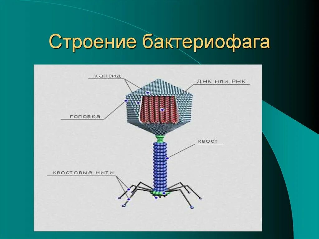 Неклеточные формы жизни бактериофаги. Плазматическая мембрана бактериофага. Строение вируса строение бактериофага. Строение бактериефага 9 кл. Вирусы 9 класс биология