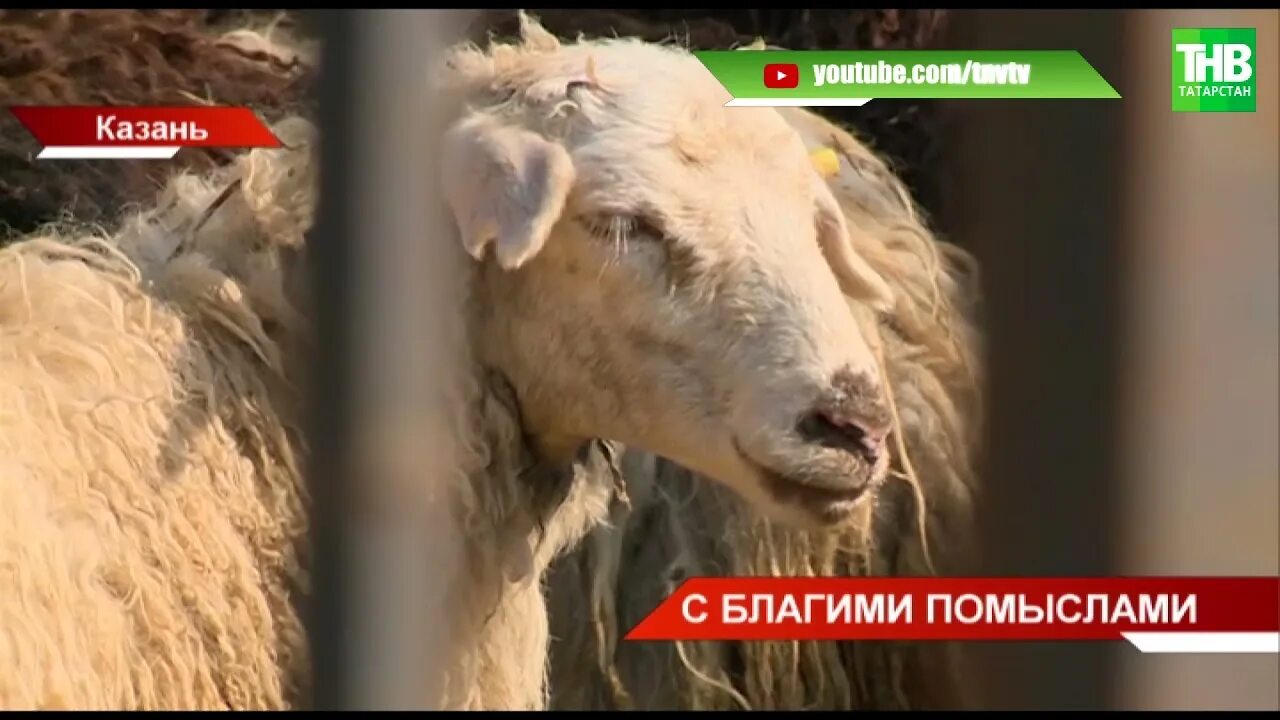 Курбан байрам татарстан выходной. Ритуал жертвоприношения Курбан байрам. Курбан байрам — праздник жертвоприношения. Возраст животных для Курбана байрама.