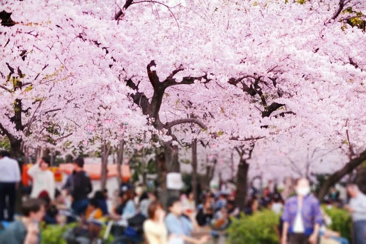 Ханами праздник цветения Сакуры. Японцы пикник цветение Сакуры. Фестиваль цветения Сакуры в Японии.