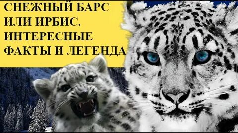 Интересные факты о снежном барсе