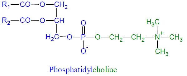 Фосфатидилхолин структурная формула. Лецитин фосфатидилхолин формула. Фосфатидилхолины структурная формула. Фосфатидилхолин структура. Фосфатидилхолин это