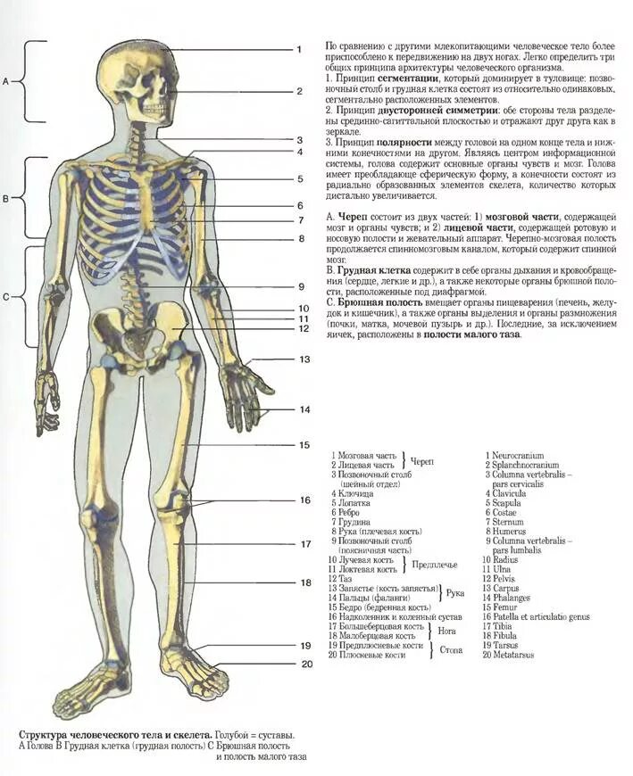 Анатомия человека 1. Атлас строения скелета. Строение туловища человека анатомия. Скелет туловища анатомия атлас. Скелет человека атлас анатомии.