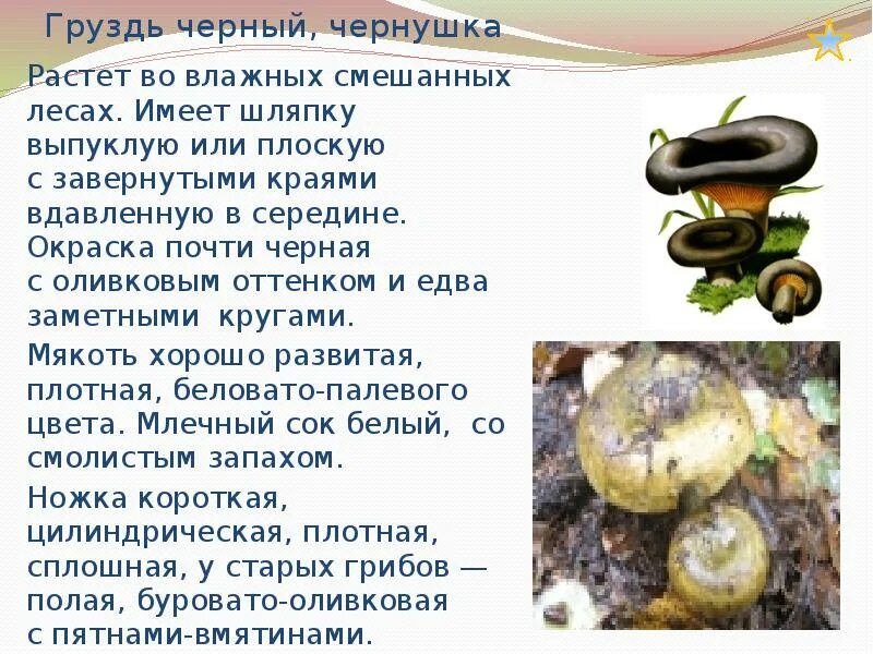 Груздь гриб описание. Доклад про грибы грузди. Описание груздей грибов. Груздь чёрный описание.