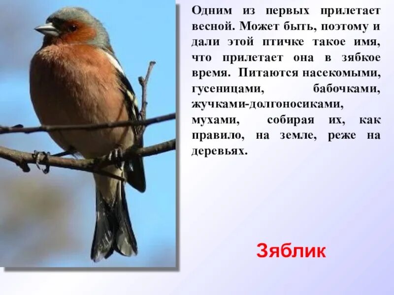 Птицы прилетающие весной в россию. Птицы которые прилетают весной. Какие птицы прилетают к нам весной. Первые птицы которые прилетают весной. Птицы которые прилетают в марте.