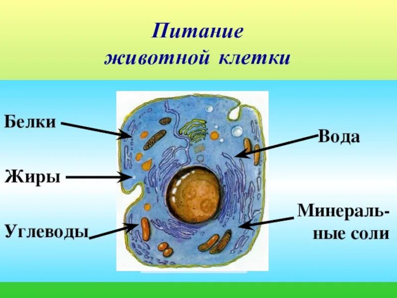 Живая клетка 5 класс биология. Питание клетки 5 класс биология. Клетка строения питание. Питание растительной клетки. Строение животной клетки.