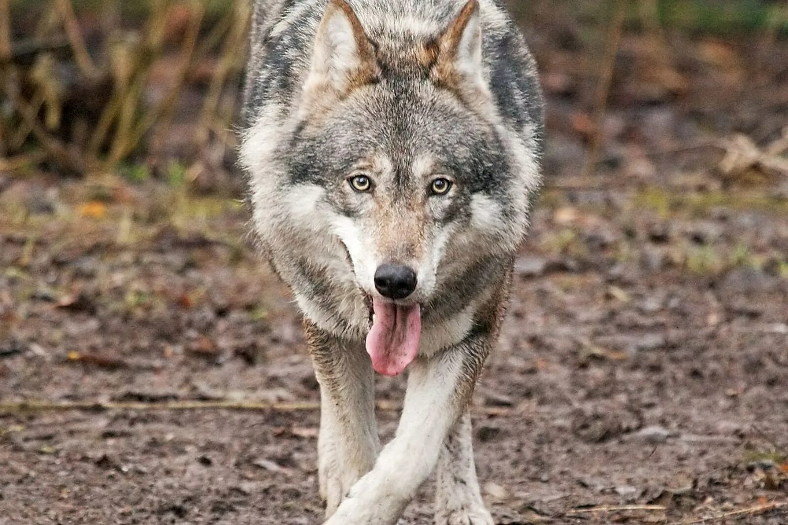 Макензийский Тундровый волк. Сибирский Тундровый волк. Серый волк canis Lupus. Волк - canis Lupus l..