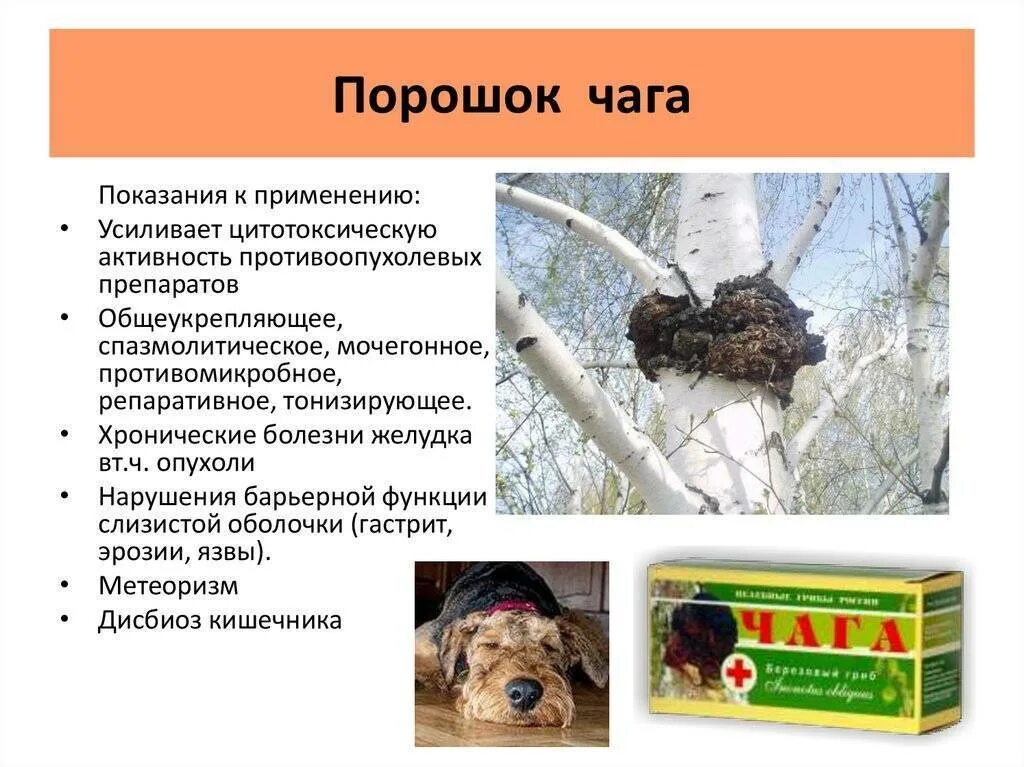 Применение чаги при онкологии