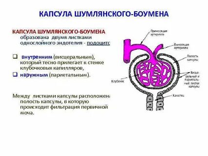 Полость капсулы