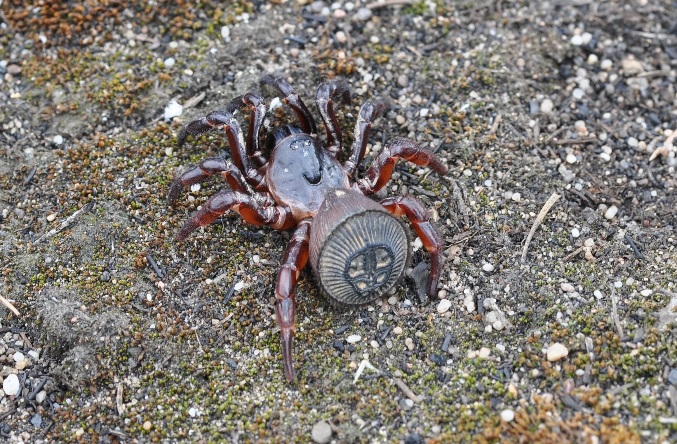 Cyclocosmia latusicosta. Паук Циклокосмия. Паук Trapdoor. Американский плоскоухий членистоногий. Американский плоскоухий членистоногие когтеступ