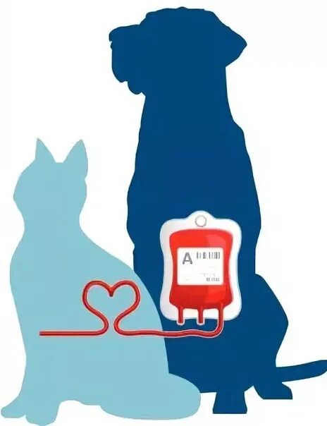 Донор для собаки. Переливание крови животным. Переливаниеикрови животным. Переливание крови у кошек.