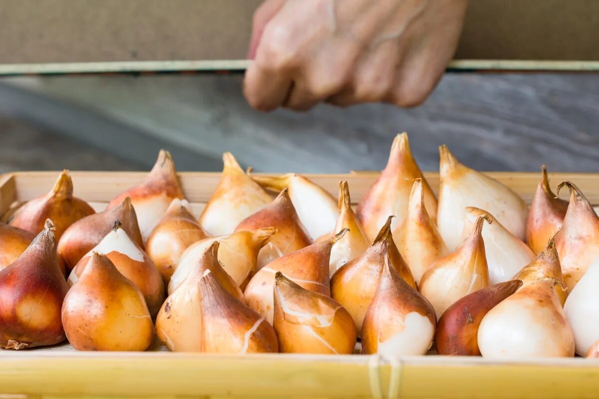 Как хранить луковицы тюльпанов. Мягкие луковицы тюльпанов. Посадка тюльпанов в ящики. Клубни тюльпанов. Цветок с луковицей.