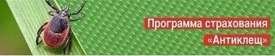Оформить страховку от клеща