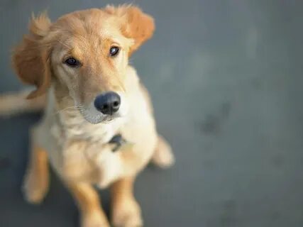 Кличка для средних собак