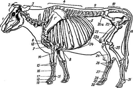 Деление скелета на отделы. Плечевая кость коровы анатомия. Тазовая кость КРС. Кости таза коровы анатомия. Скелет коровы кости таза.