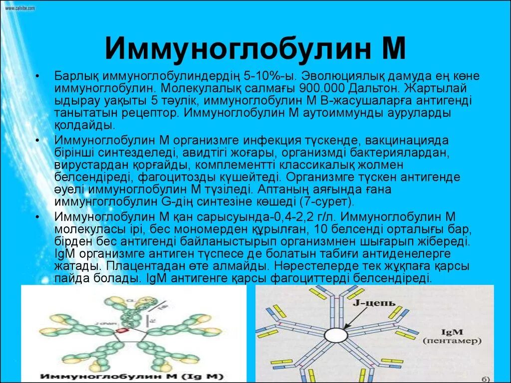 Иммуноглобулины g повышены что это значит. Иммуноглобулин м. Иммуноглобулин класса м. Иммуноглобулины g и m. Иммуноглобулин g.