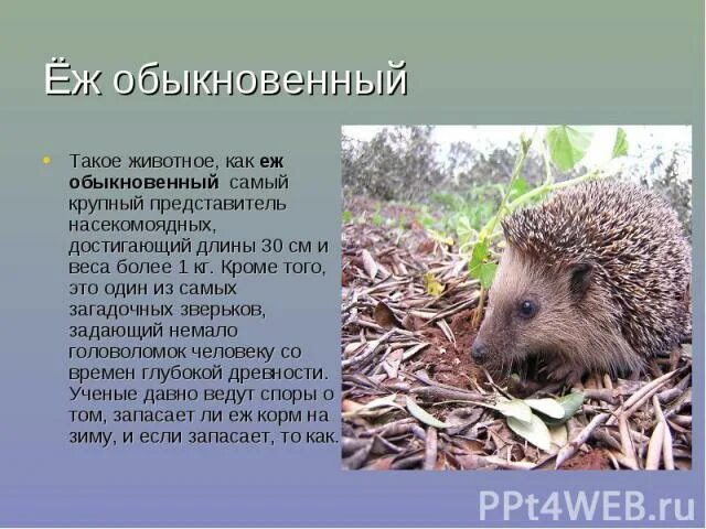 Редкие животные нашего края - презентация