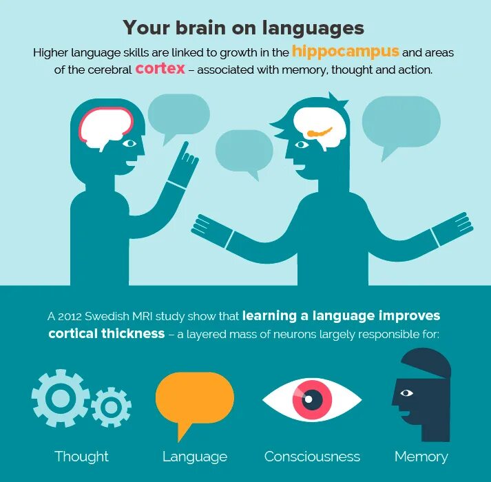 Brain languages. Мозг инфографика. Язык и мозг взаимосвязь. Инфографика язык и мышление. Иностранные языки влияют на мозг.