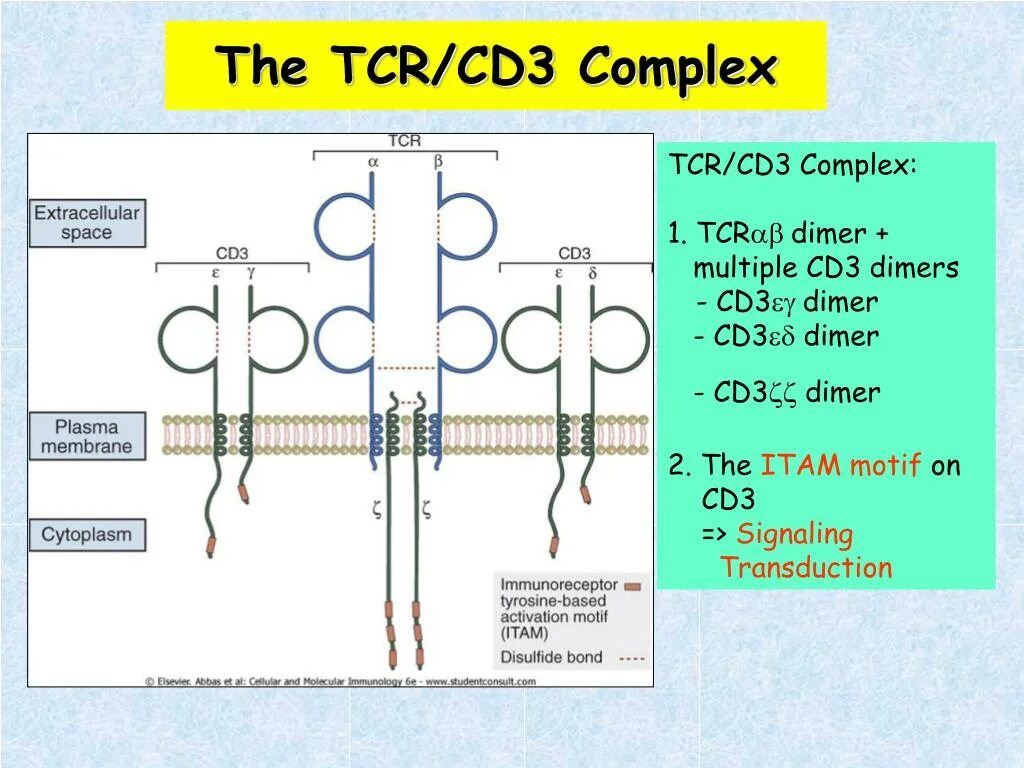 Cd3 tapescript 1. Tcr cd3. cd3 рецептор. tcr receptors cd3. комплекса tcr-cd3.