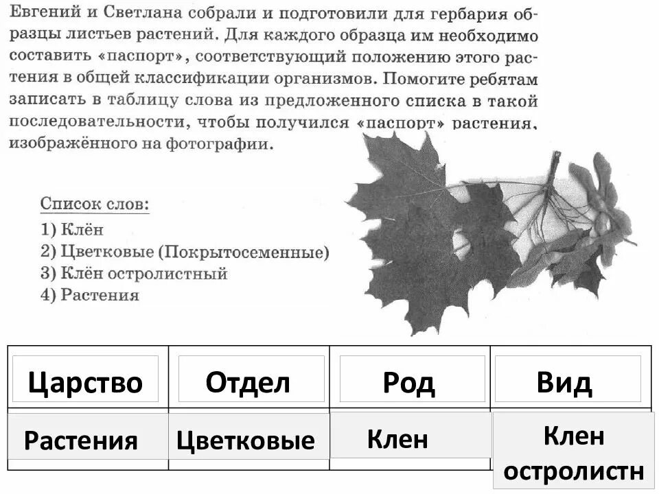 Впр по биологии 5 класс 2023 распечатать. Задания ВПР по биологии 6 класс. Растения ВПР. ВПР по биологии 6 класс 6 заданий.