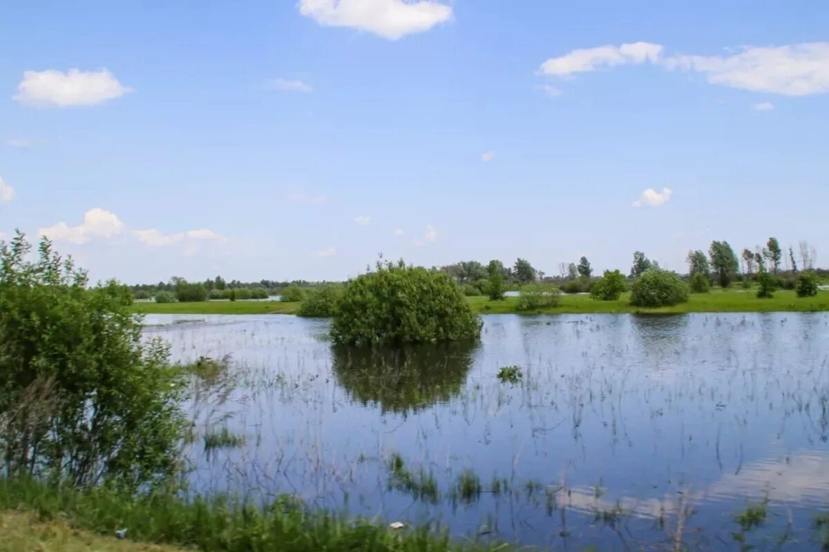 Температура воды в оби в барнауле. Уровень воды в Оби в Барнауле. Затон Барнаул. Уровень воды. Острова на Оби в Барнауле.