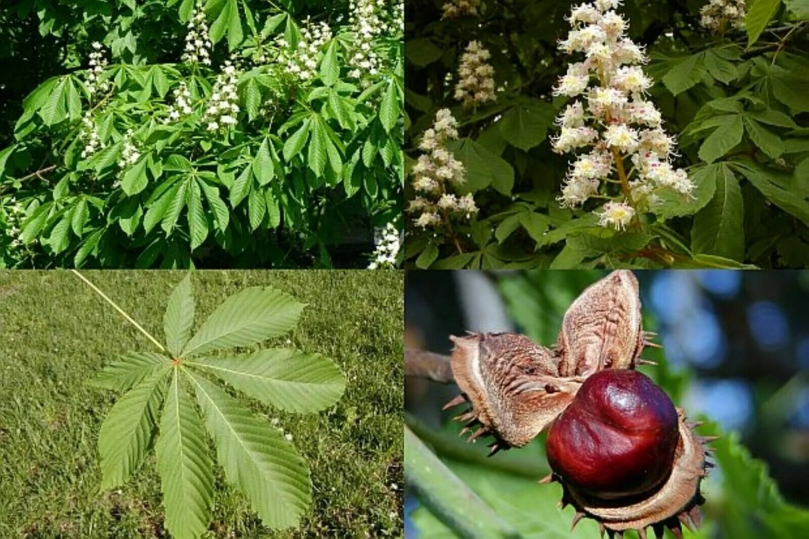 Каштановый язык. Каштан конский (Aesculus). Конский каштан обыкновенный Aesculus hippocastanum. Aesculus hippocastanum (кашта́н обыкнове́нный). Конский каштан обыкновенный (Aеsculus hippocаstanum).