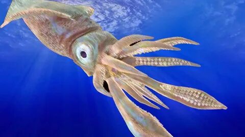 Как выглядит морской
