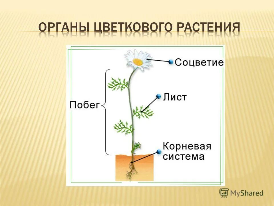 Все органы растений. Движение органов растений. Все органы растения между собой соединяются клетками. Как взаимосвязаны между собой растения. Тема по биологии растения города