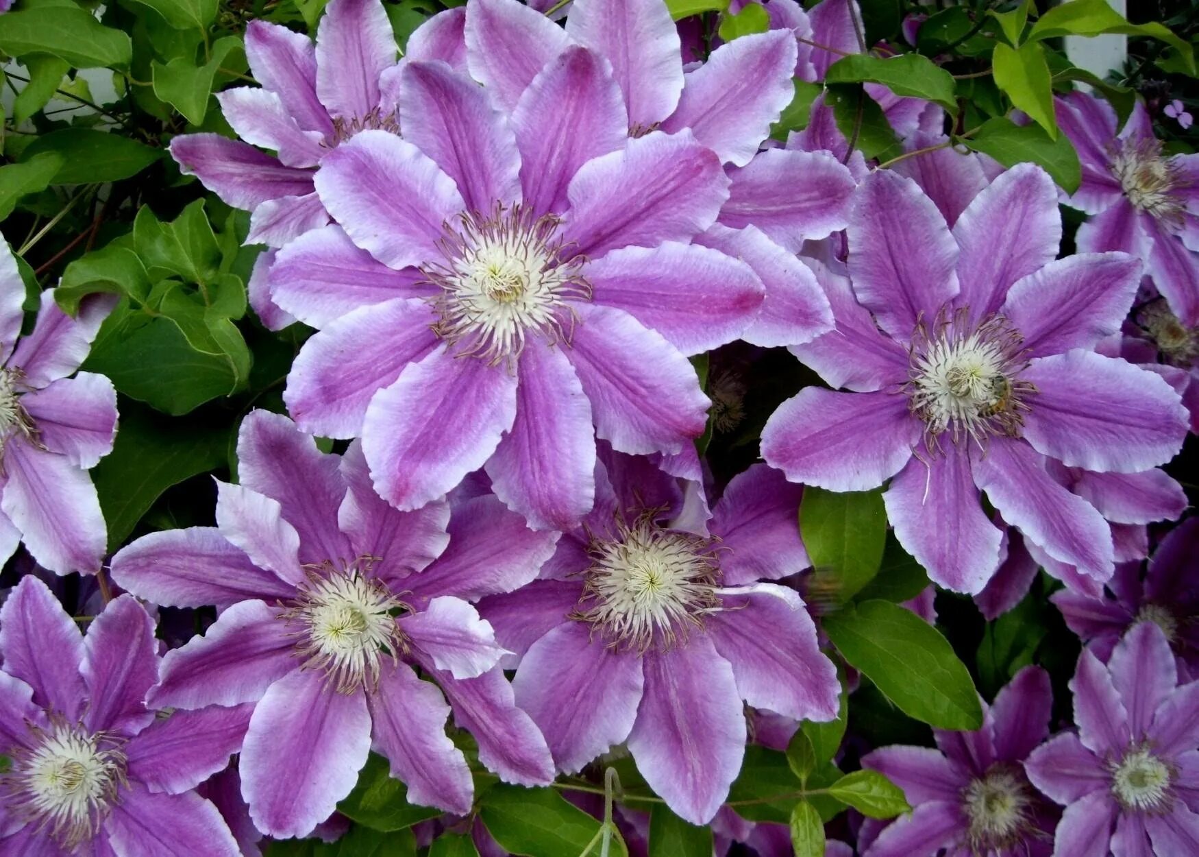 Клематис никитский розовый. Клематис etoile Violette. Клематис вандерфул. Клематис Kakio. Клематис Ломонос.