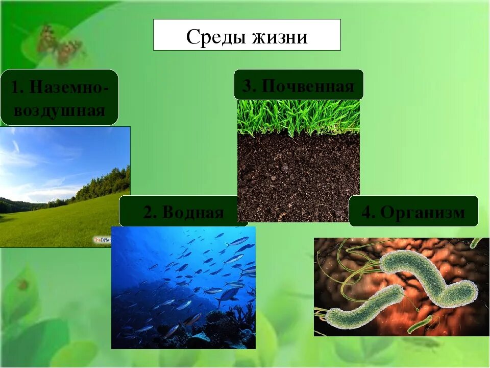 Среда обитания капусты. Биология среды жизни планеты земля. Жизнь и еда. Среды жизни организмов. Обитатели разных сред жизни.