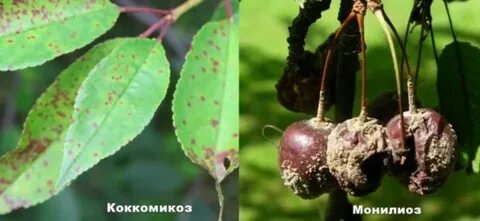 Сорт вишни монилиоз коккомикоз