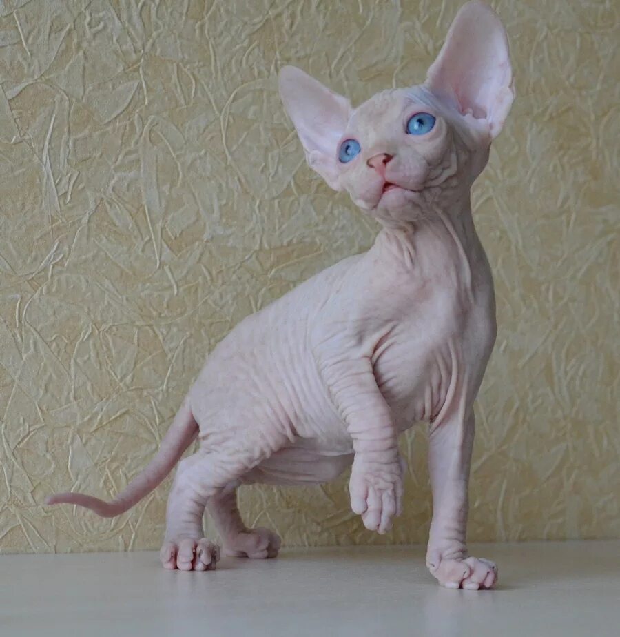 проэксперт сфинкс екатеринбург. котята в ar. канадский сфинкс екатеринбург. бамбино лонг сфинкс. канадский сфинкс персиковый.