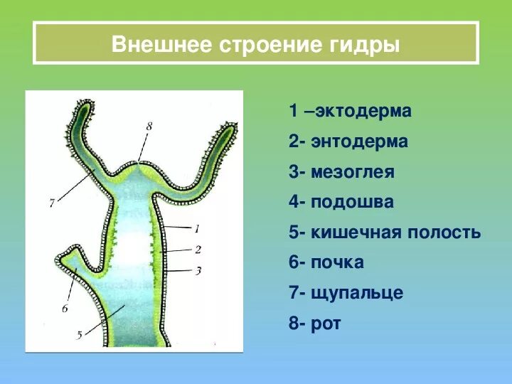 Гидра пресноводная фото строение Внешний вид, передвижение и питание пресноводной гидры