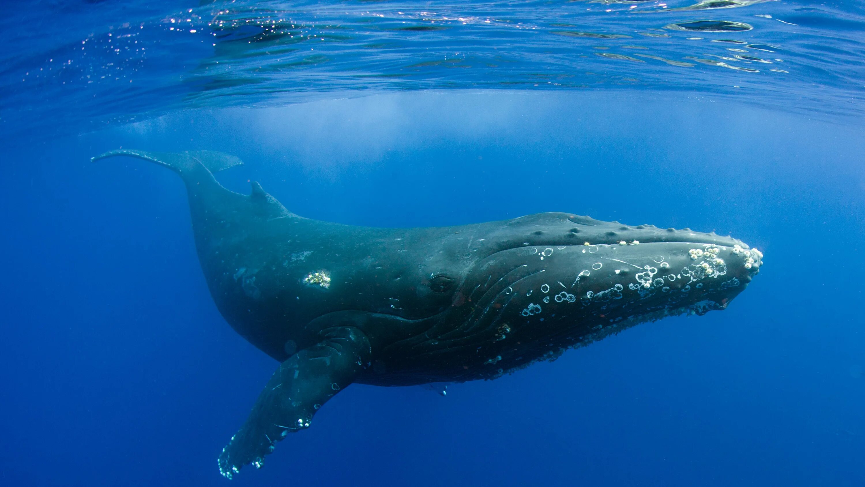Северное море киты. Горбатый кит Атлантического океана. Горбач горбатый кит. Кит Горбач в Антарктиде. Горбатый кит и синий кит.