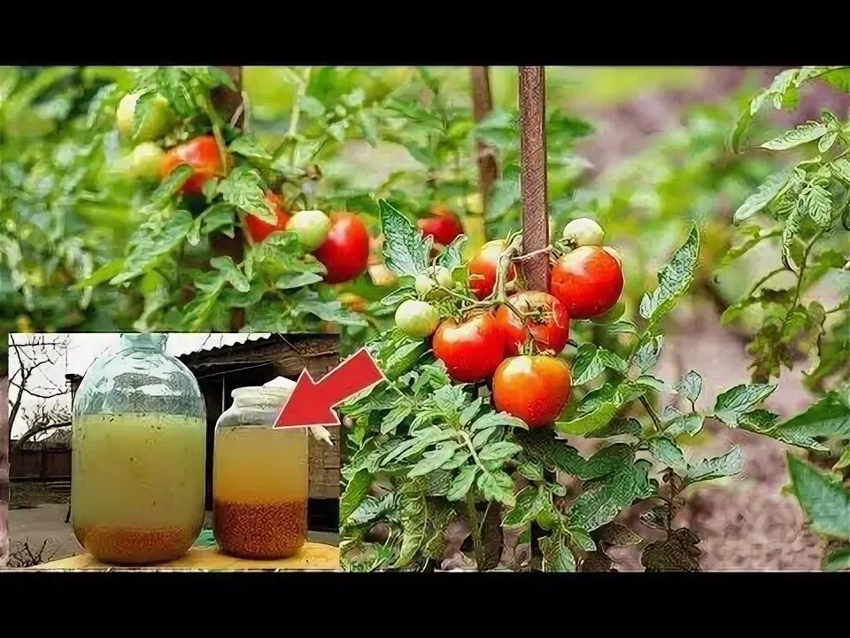 Чем подкормить помидоры чтобы они краснели быстрее. Чем полить томаты для созревания. чем подкормить помидоры чтоб краснели. как заставить помидоры краснеть в теплице. чем подкормить томаты чтобы были сладкими и быстрее зрели.