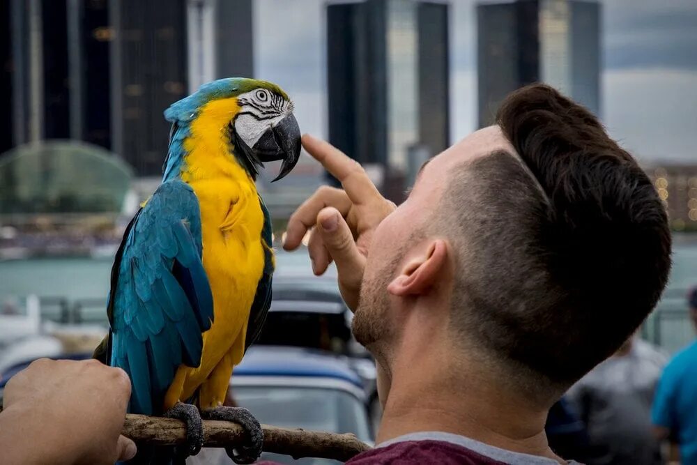 The parrot is talking. Talking parrot. попугайничать. parrot can talk. корреспондент попугай.
