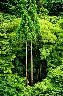 Tree job