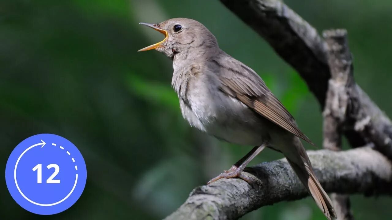 Un oiseau l oiseau