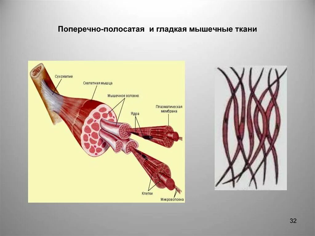 Мышечная клетка поперечно полосатой мышечной ткани. Клетки скелетной поперечно-полосатой мышечной ткани. строение гладкой мышечной ткани рисунок. скелетная мышечная ткань строение. поперечно полосатая скелетная ткань строение.