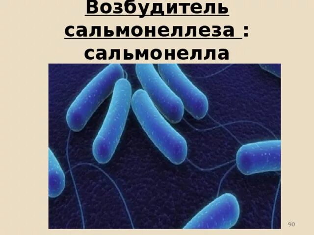 Сальмонеллез возбудитель болезни. Сальмонелла возбудитель заболеваний. Сальмонеллы являются возбудителями. Возбудители сальмонупиозов. Генерализованная форма сальмонеллеза