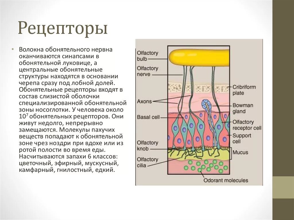 Рецепторы. Строение рецептора. Receptoria. Строение рецептора человека.