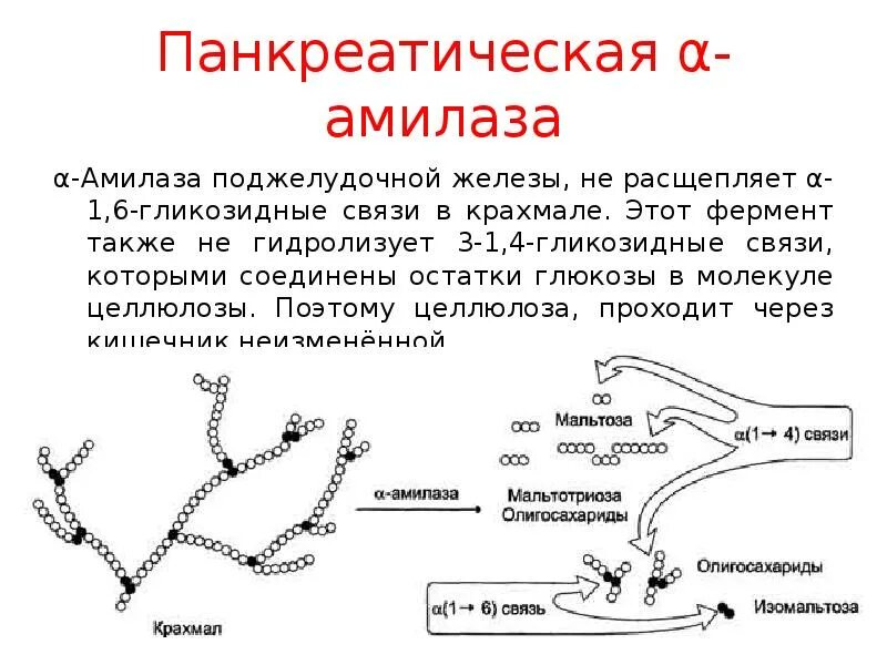 Амилаза общая что это. Панкреатическая амилаза. переваривание крахмала. гликозидные связи в крахмале. фермент расщепляющий крахмал.