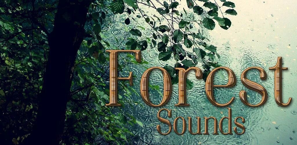 Лес звуки леса. Звуки леса слушать. Шум леса. Живой лес журнал. Sounds of the forest.