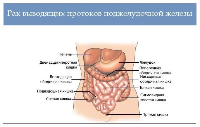 Печень и поджелудочная железа причины. Психосоматика заболеваний таблица поджелудочная железа. Психосоматика болезней поджелудочной железы. Воспаление кишечника психосоматика. Психосоматика панкреатита поджелудочной железы.