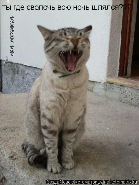 Коты весной. Мартовский кот. Мартовская кошка. Мартовские коты и кошки. Мартовская кошка.