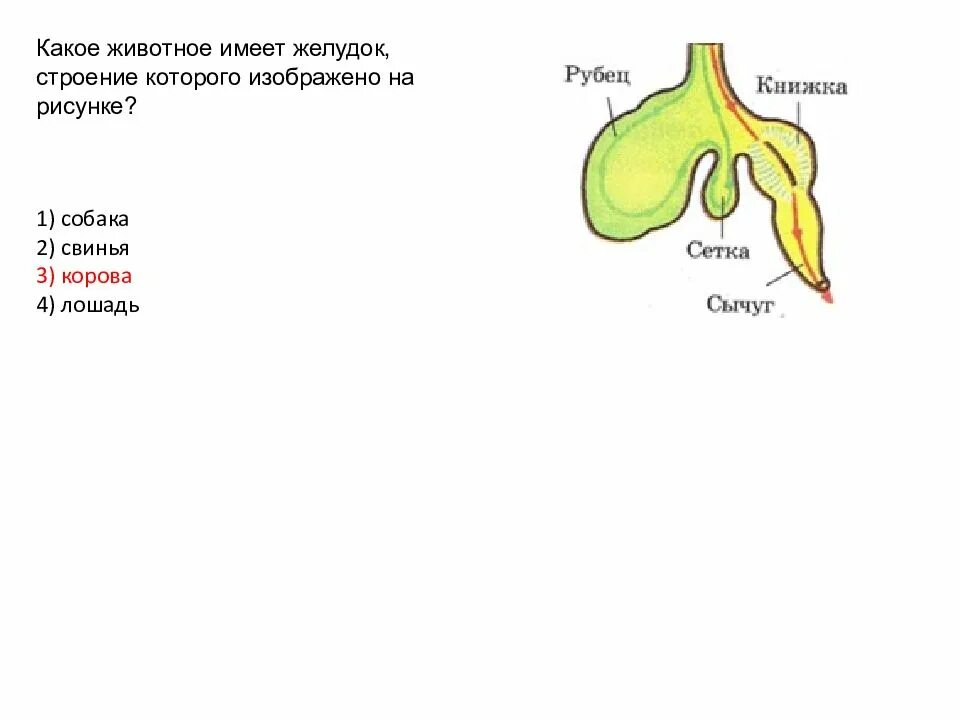 На каком рисунке изображен желудок. Желудок коровы. строение желудка травоядных. желудок коровы биология. рисунок желудка коровы.