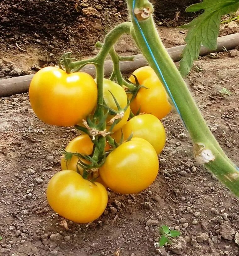 гибриды желтых томатов