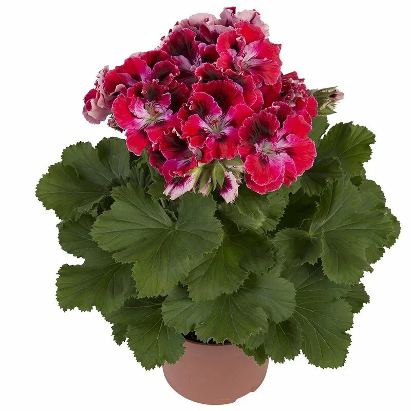 Королевские пеларгонии элеганс. Пеларгония elegance imperial. Королевские пеларгонии элеганс. Пеларгония королевская элеганс. Пеларгония королевская red velvet.