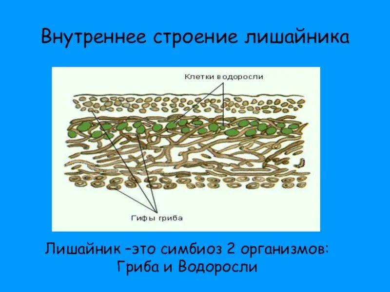 Внутреннее строение лишайников в поперечном разрезе. Строение слоевища лишайника. Внутреннее строение лишайника. Строение лишайника 5.